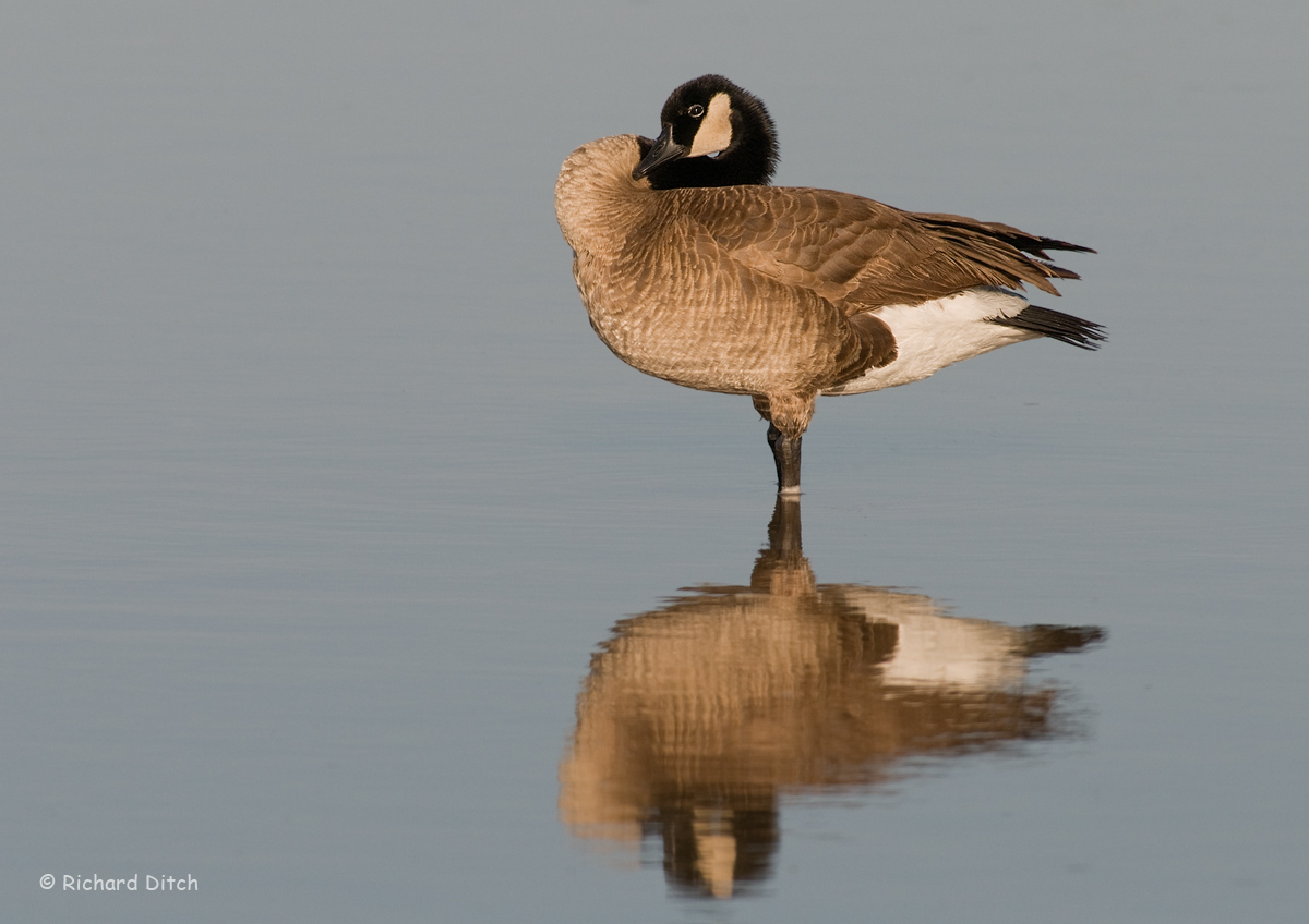 Canada Goose