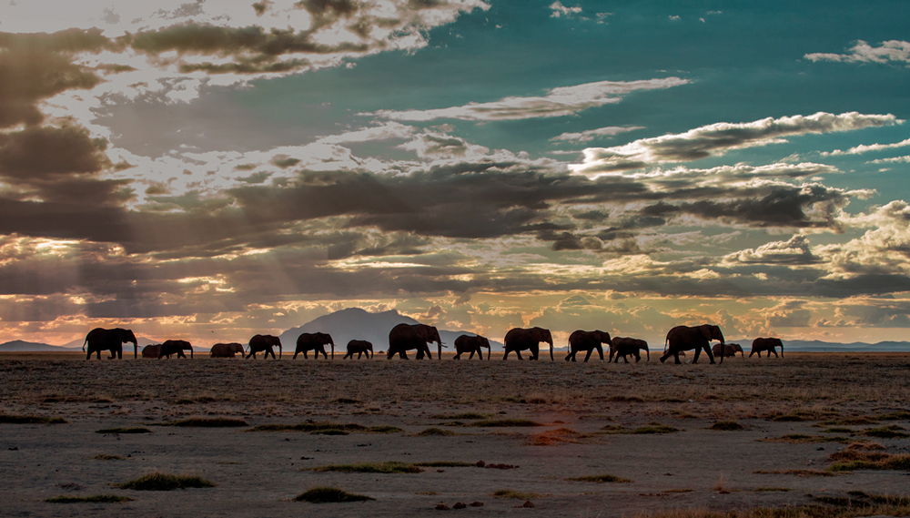 Return of elephants