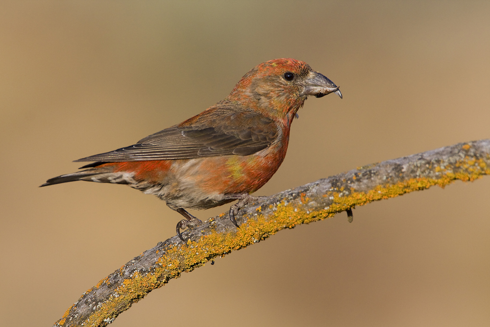 Red Crossbill