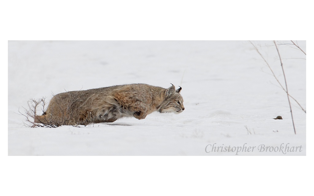 Bobcat Launch for Lunch