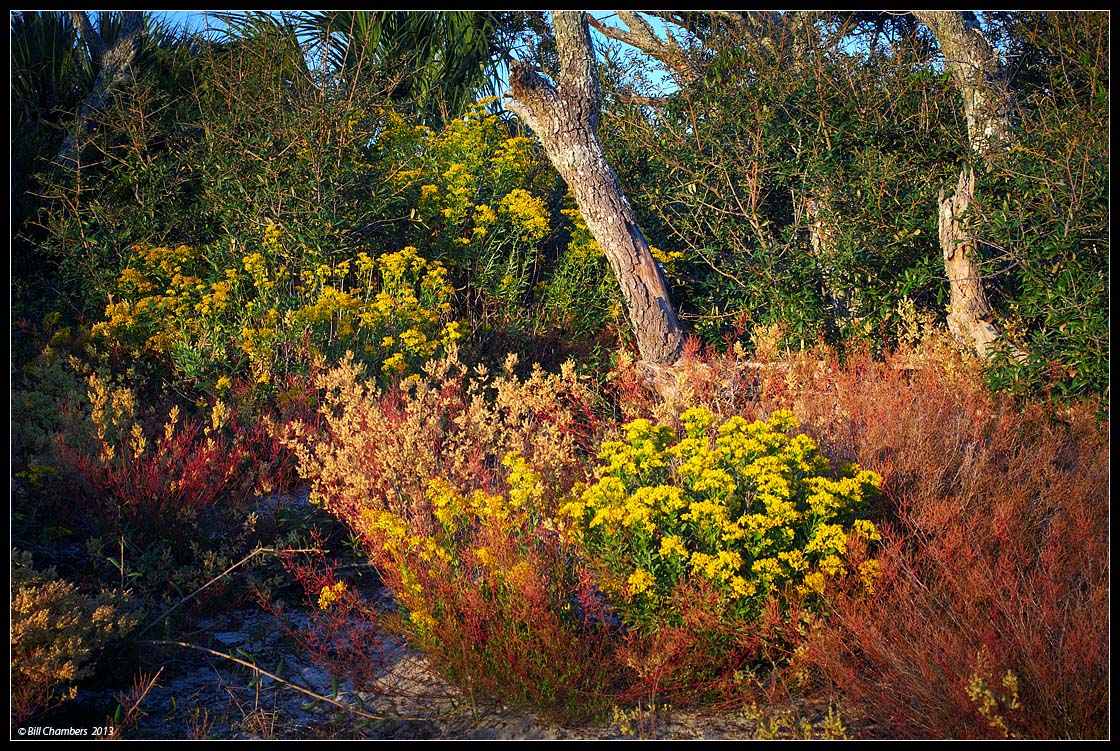 Yellow Flowers and Trees