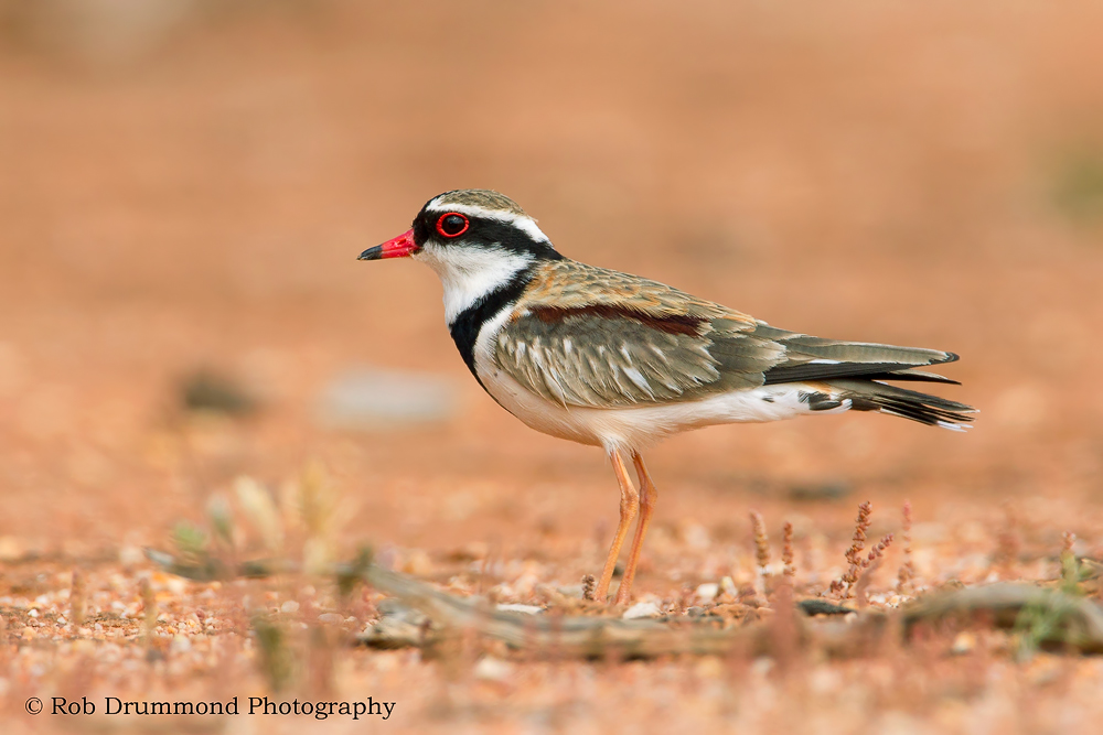 Black-fronted Dotterel