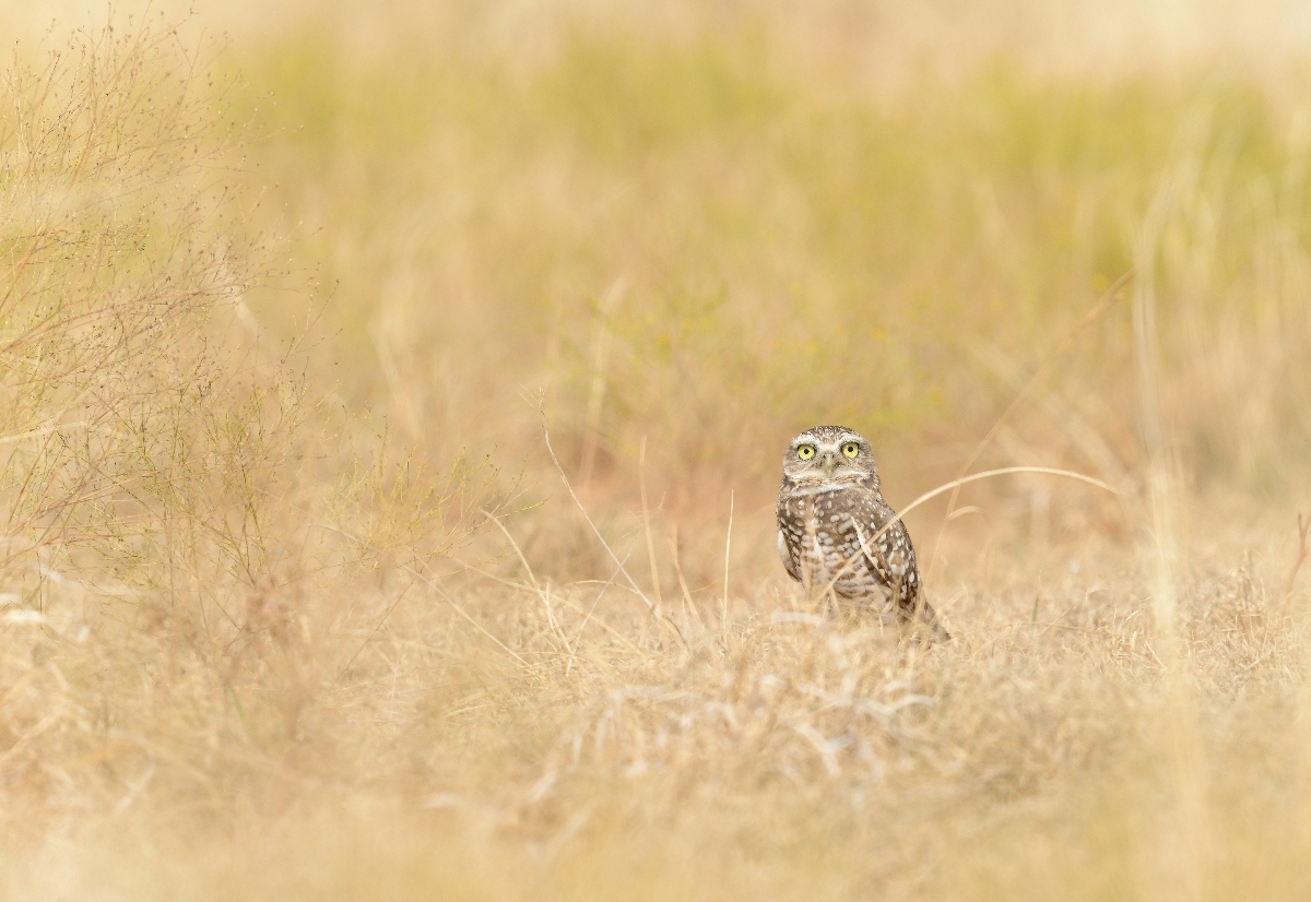 owl in broomweed
