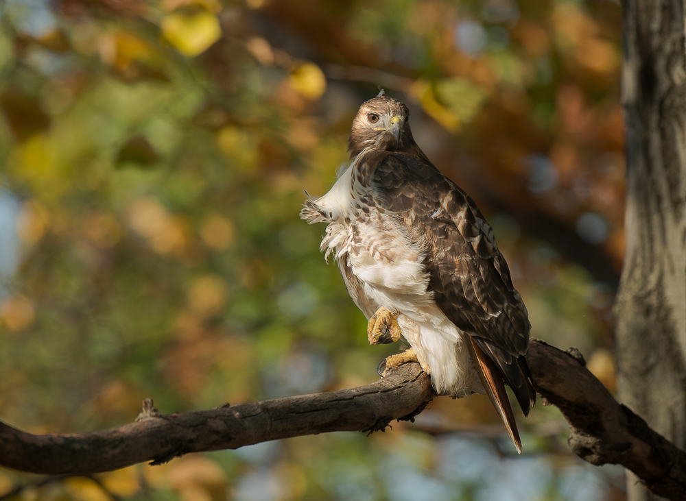 Autumn Hawk repost