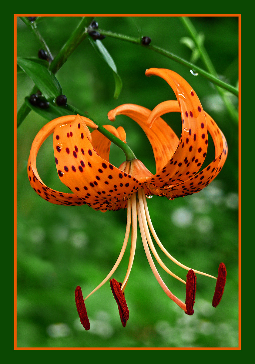 Turk's Cap Lily