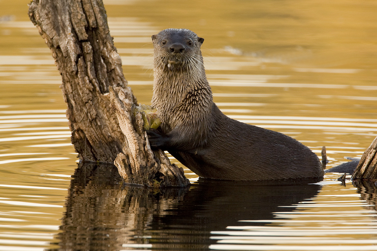 Otter on Golden Pond