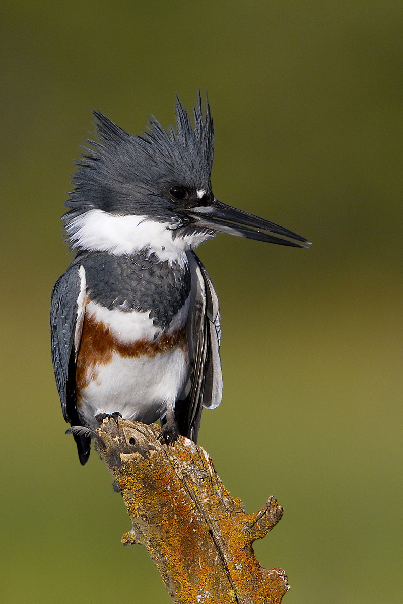Belted Kingfisher