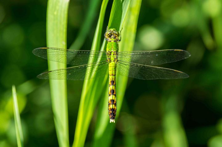 Dragonfly on Grass Blade/Repost