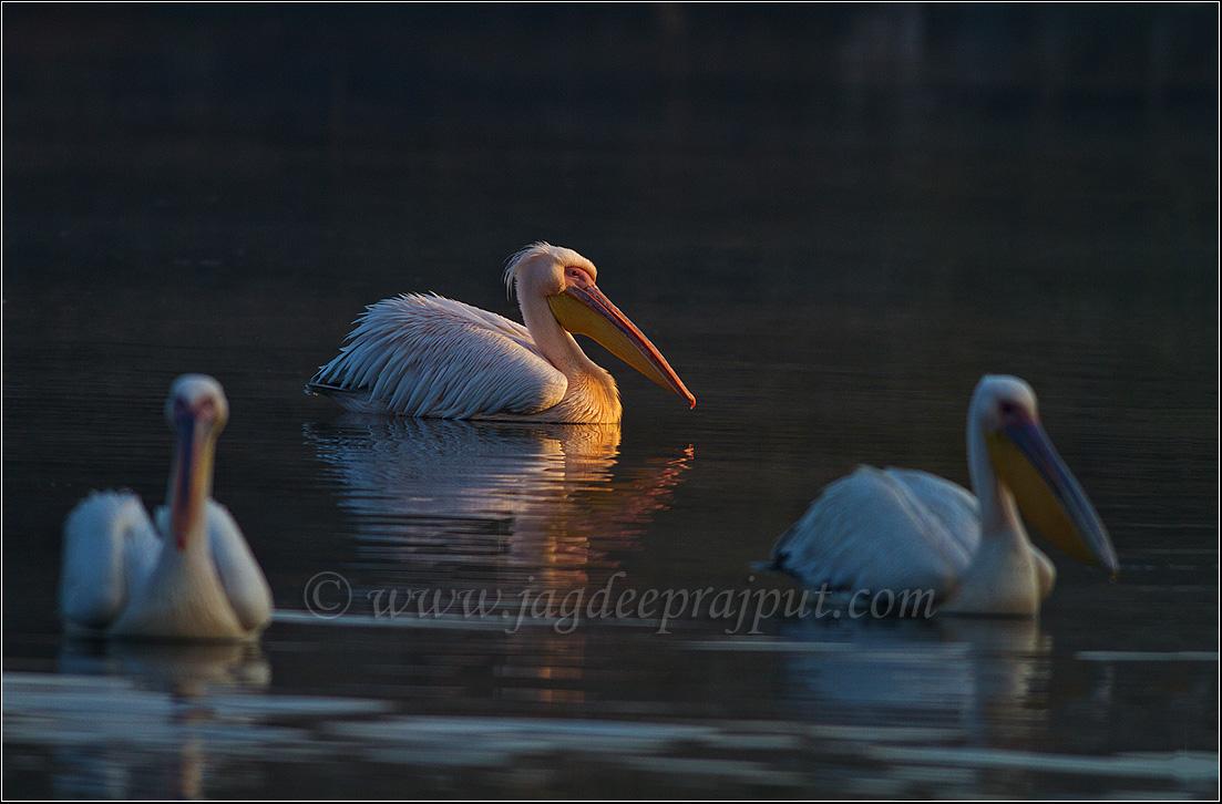Rosy Pelican