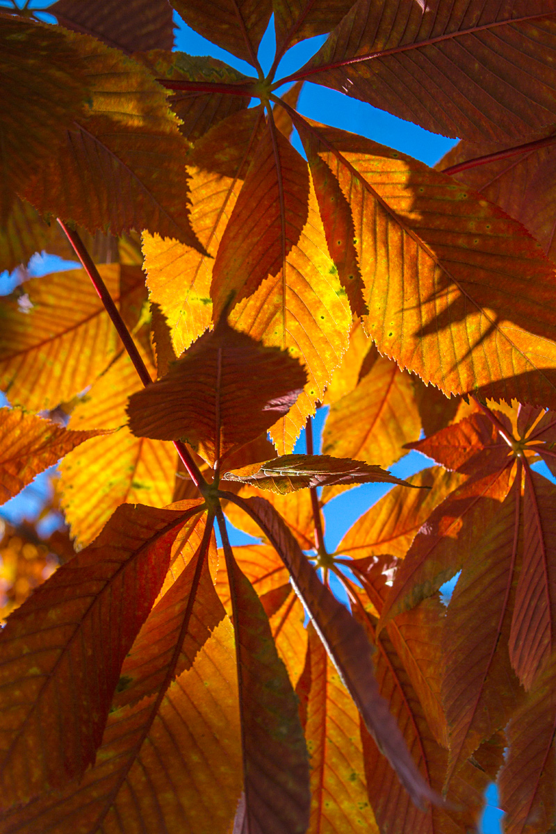 Autumn Leaves