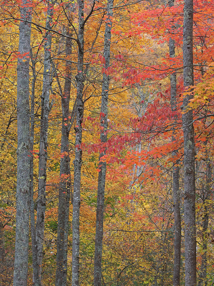 Hardwoods in Peak Colors
