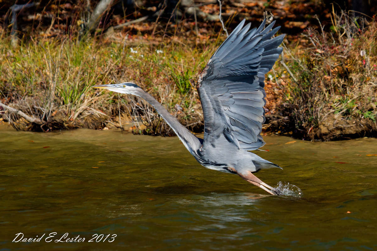 Great Blue Heron