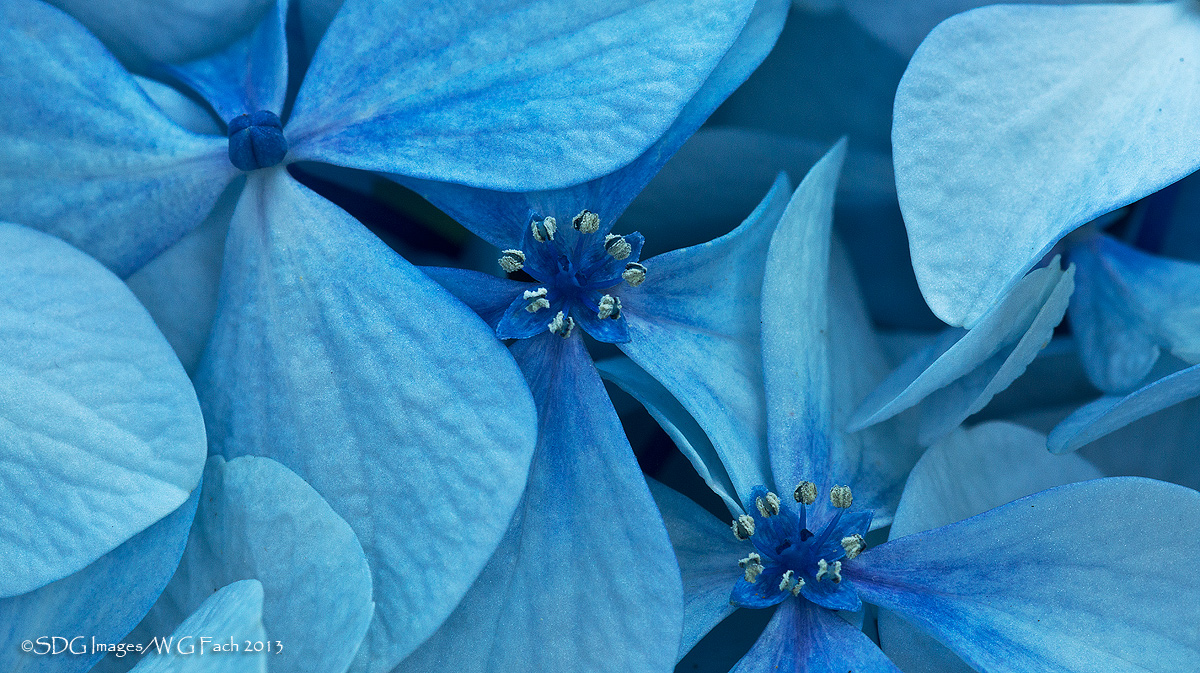 Oregon Blues