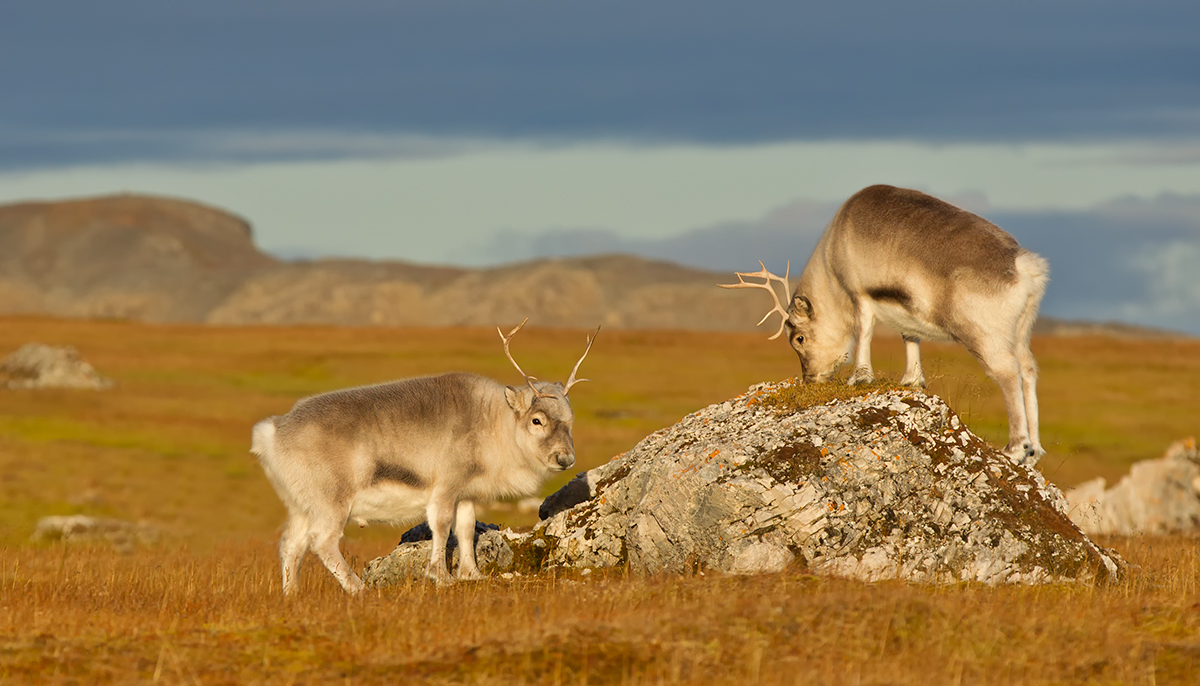 Svalbard Reindeer