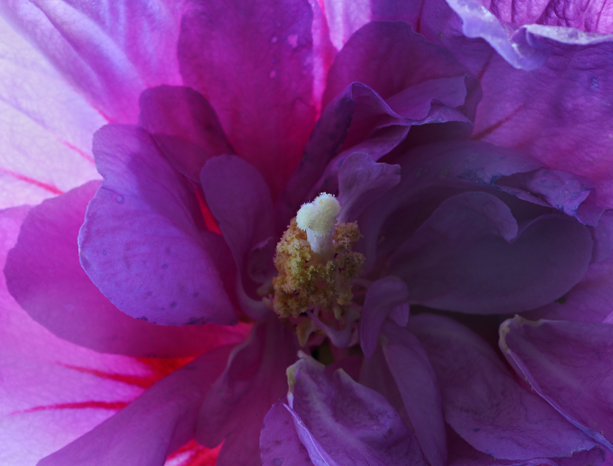 Alluring  Hibiscus