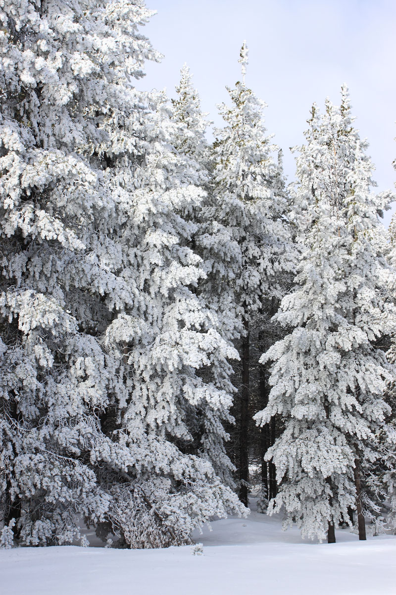 Winter Wood