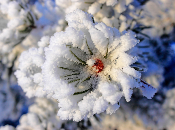 Frost Flower