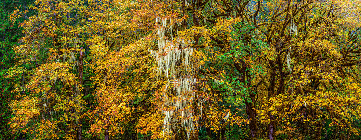 Grove of the Ancients 