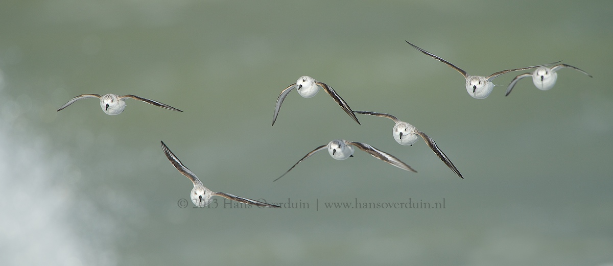 A Flock of Sanderlings