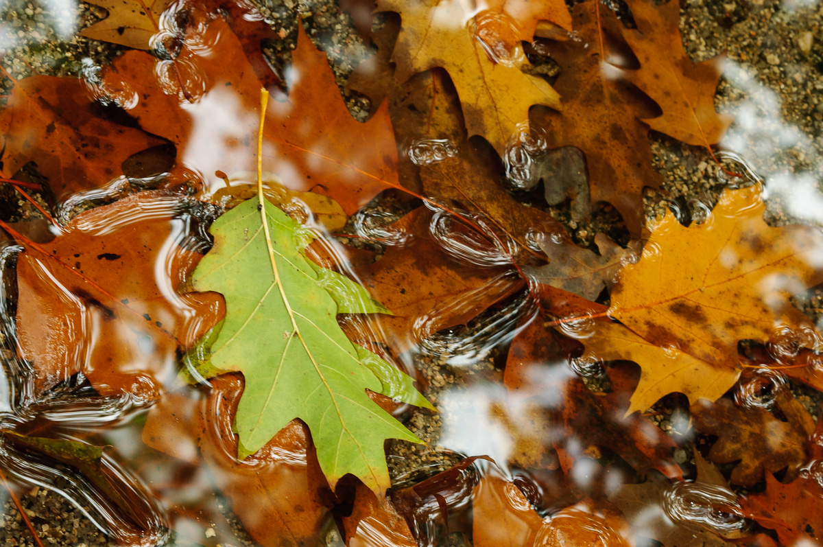 Shades of Autumn