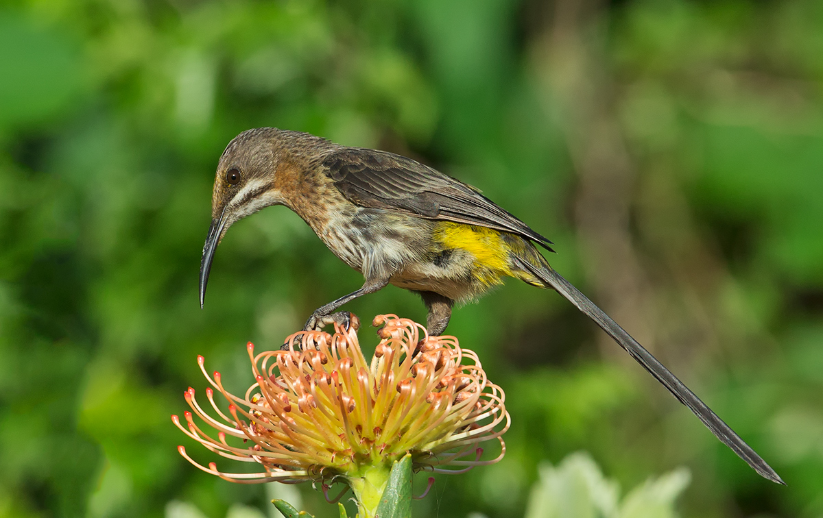 Cape Sugarbird
