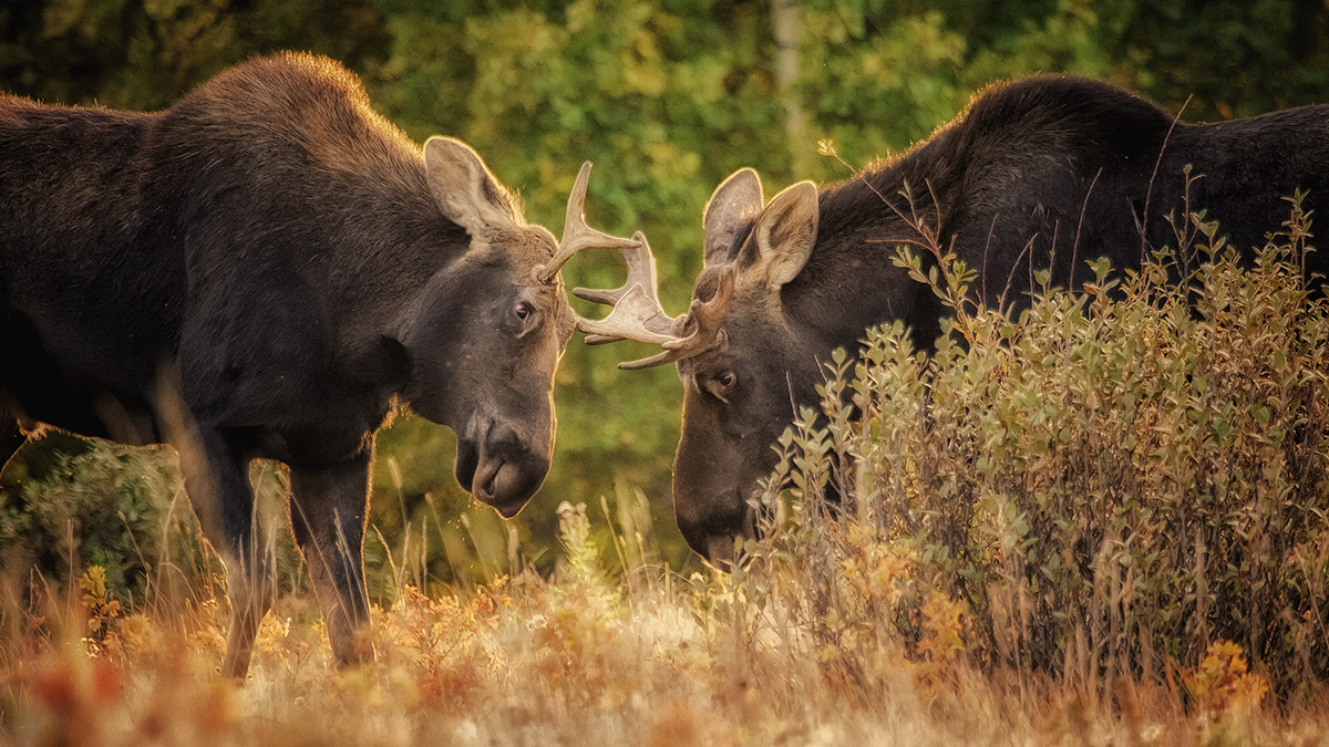 WC-609 More Moose?