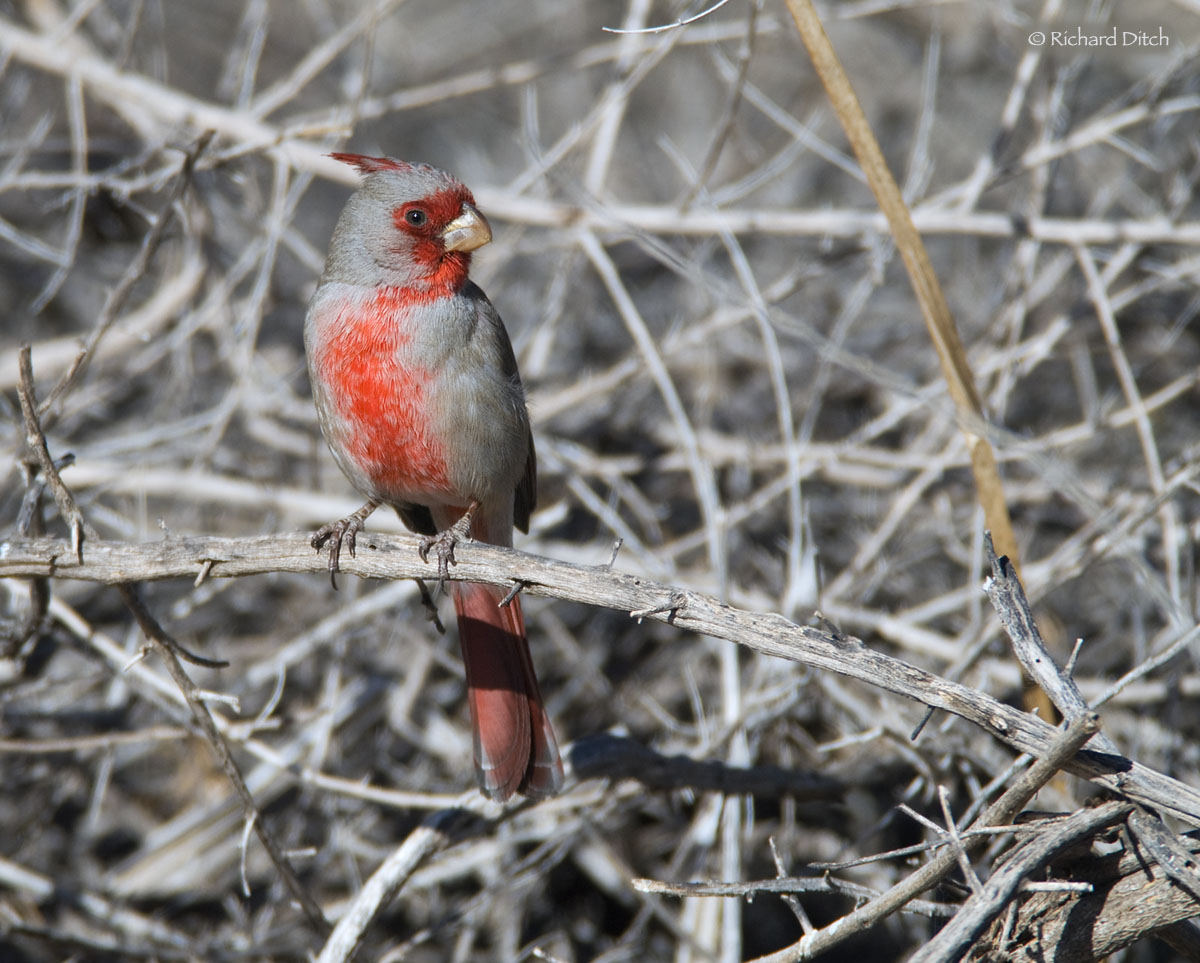 Pyrrhuloxia