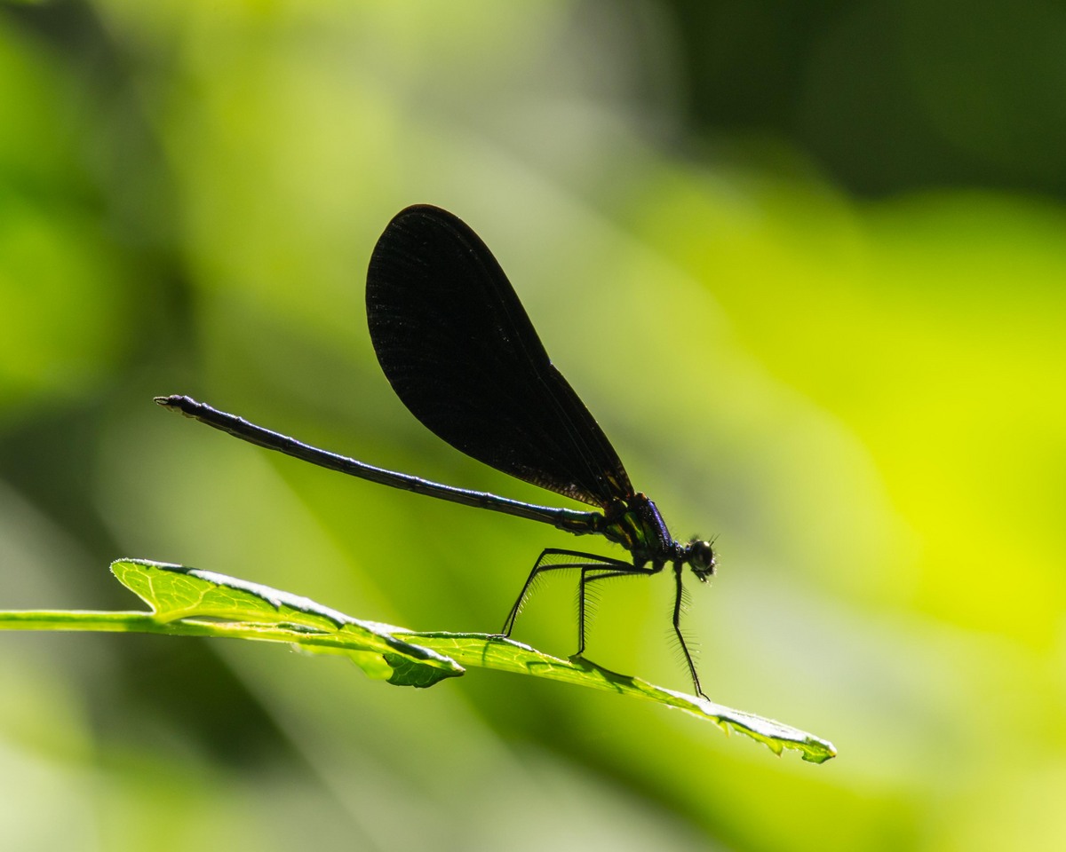 Damselfly