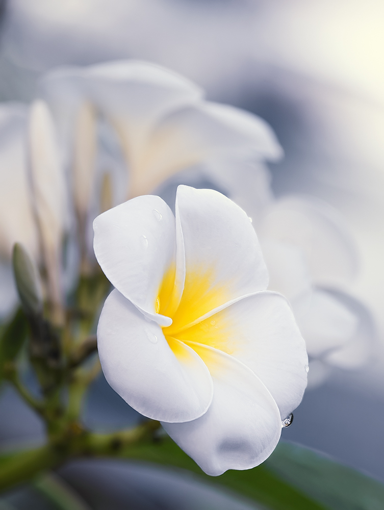 A dreaming Plumeria