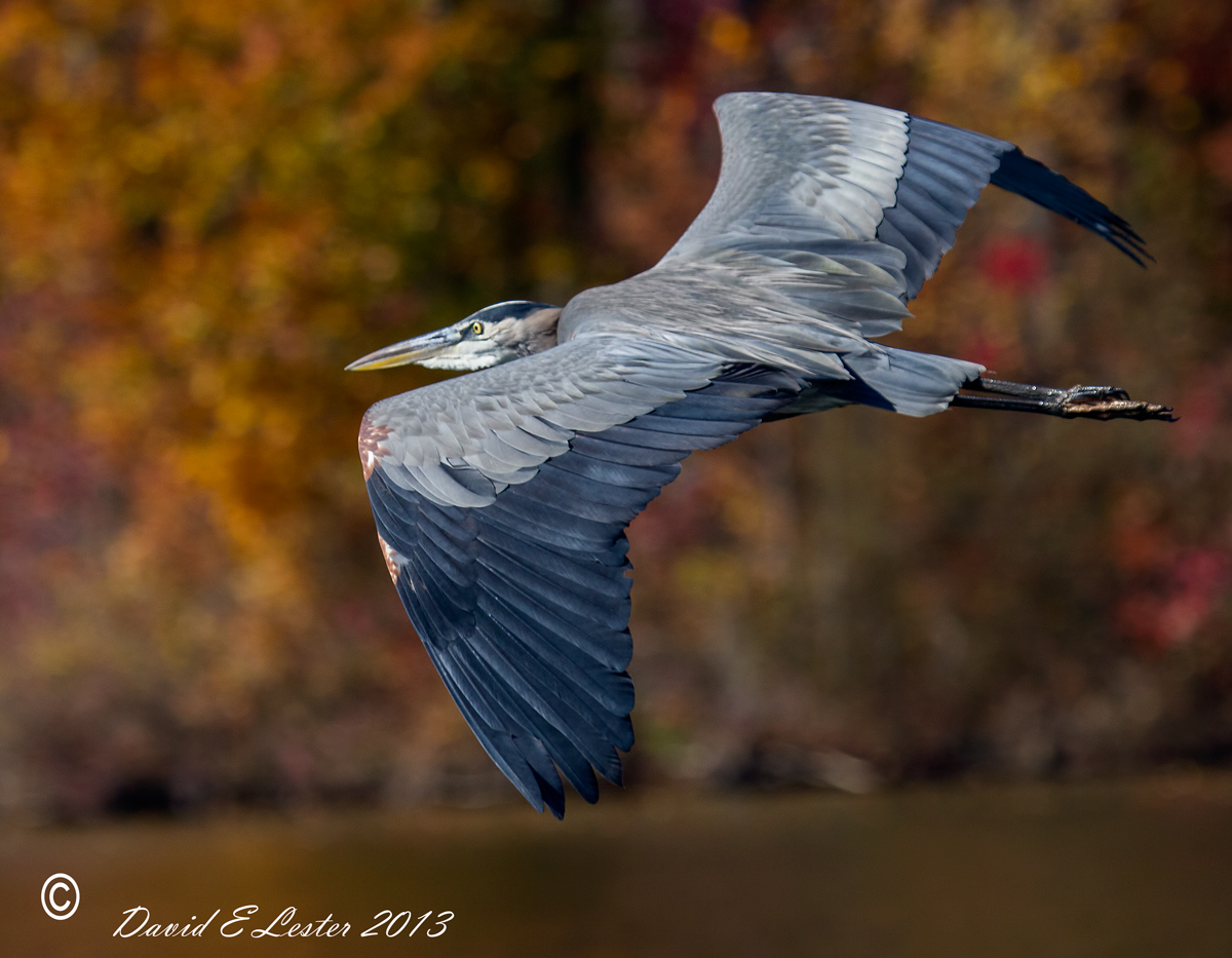 Great Blue Heron Pride