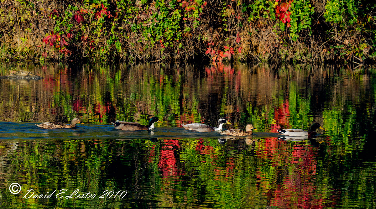 Flowing In Color
