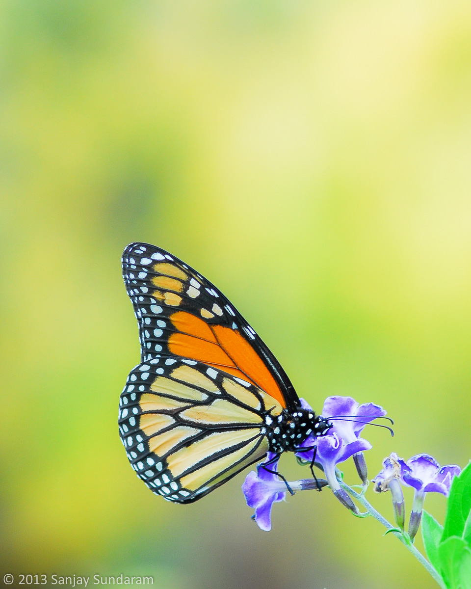 Monarch in Fall
