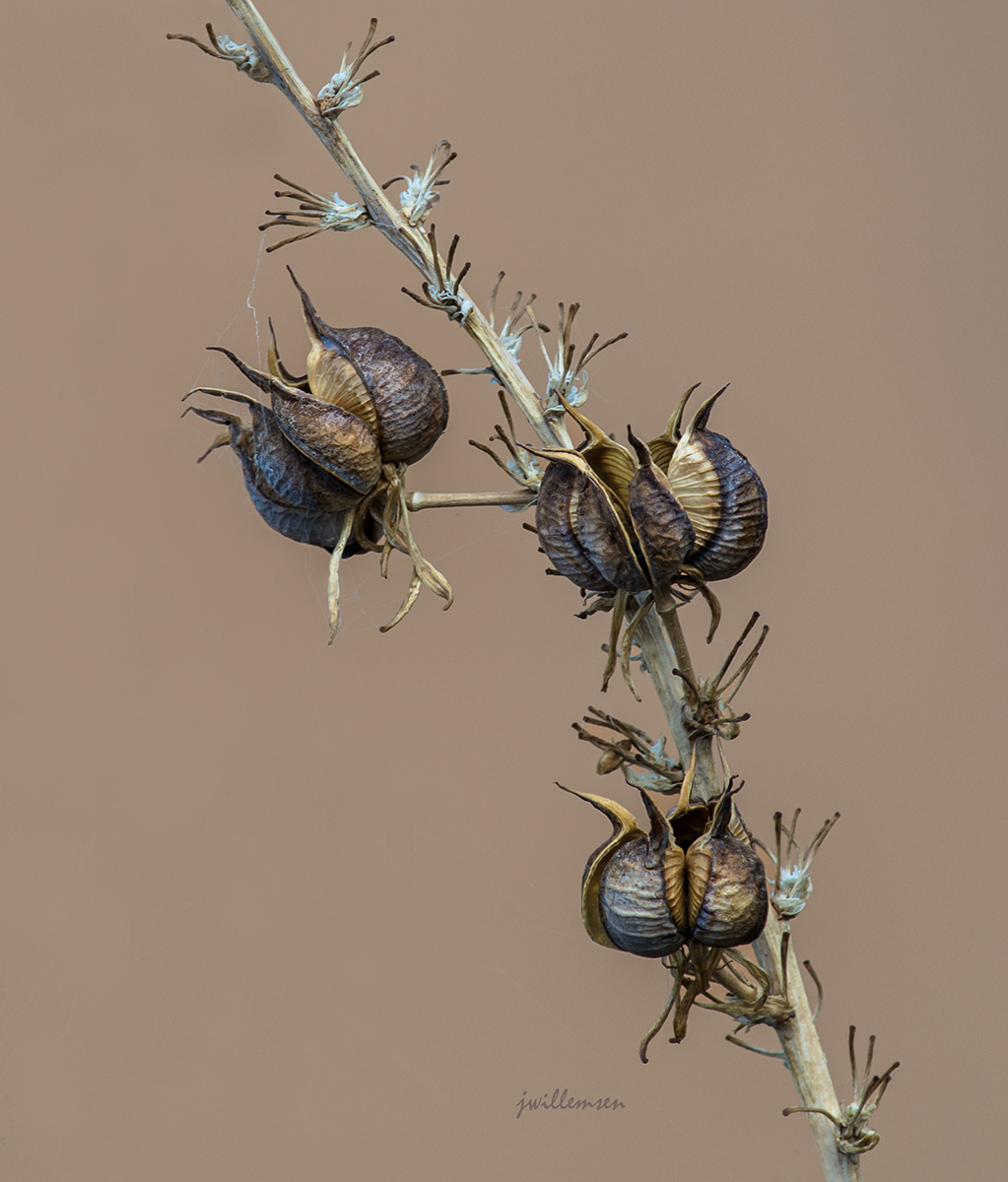 Still Life