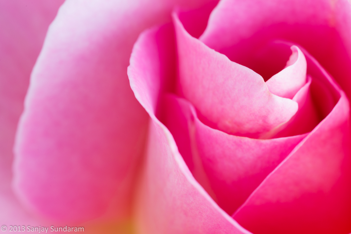 Pink Twister