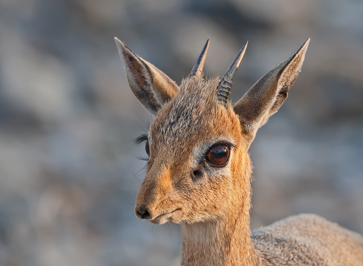 Dikdik