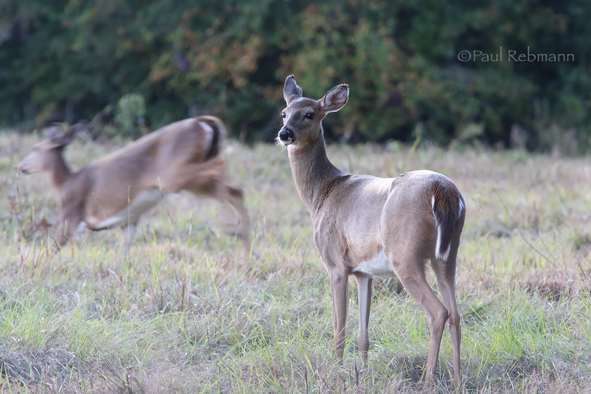 WC609 Florida Whitetail