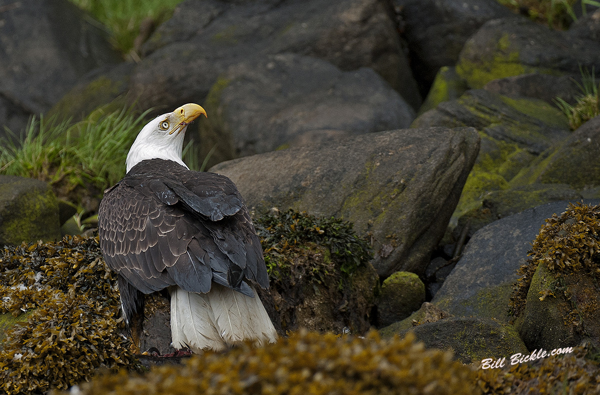 Eagle with Fresh Kill