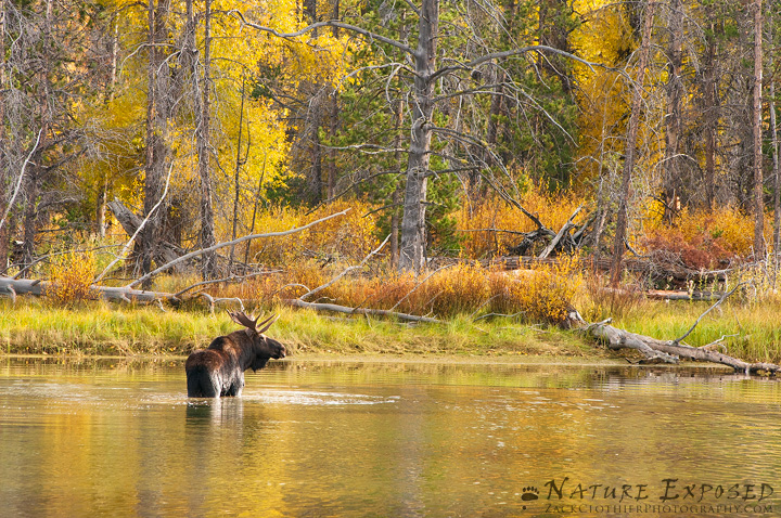 Fall Majesty