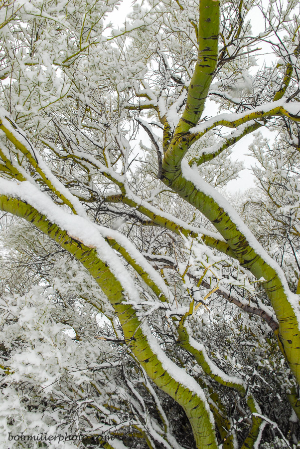 Powdered Palo Verde