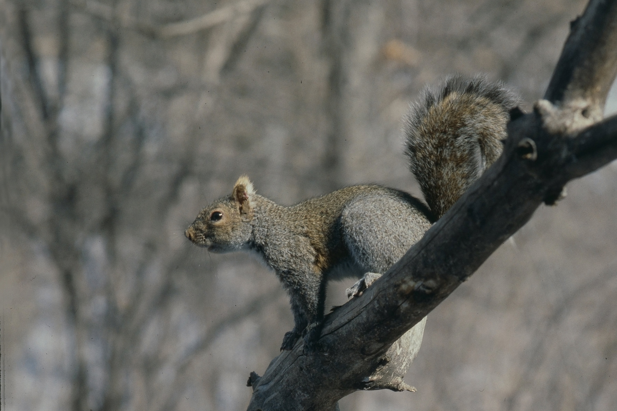 Grey squirrel
