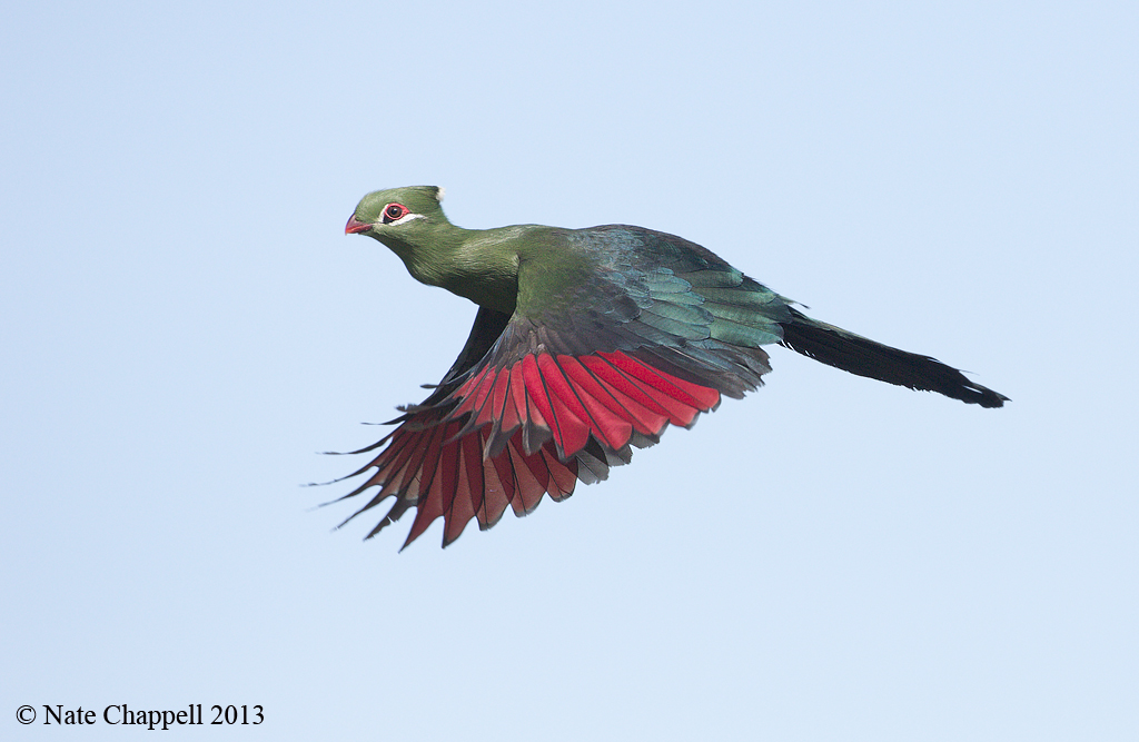 Knysna Turaco