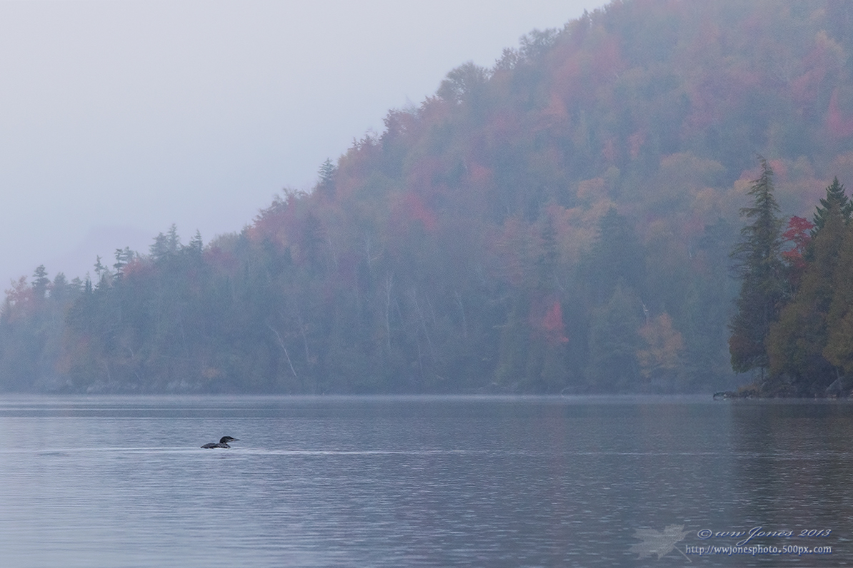Lingering Loon - WC 609