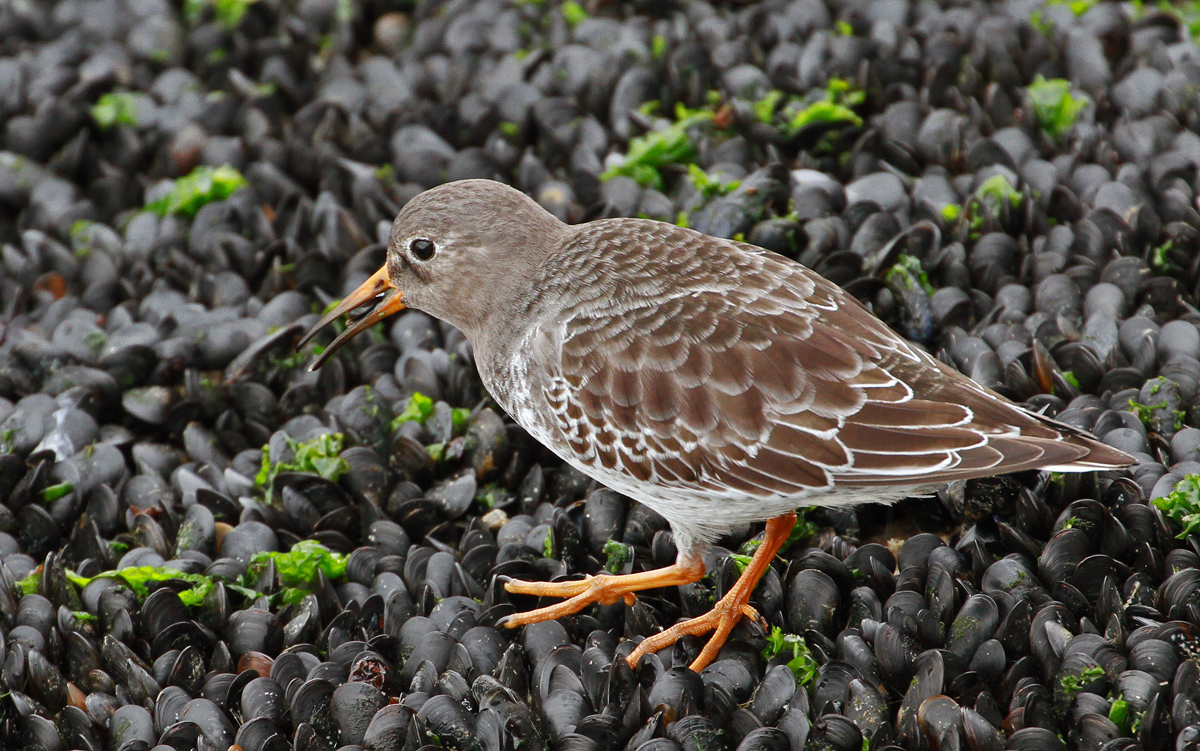 Purple Sandpiper