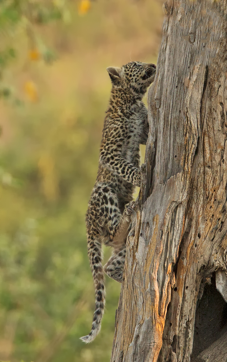 Leopard Cub