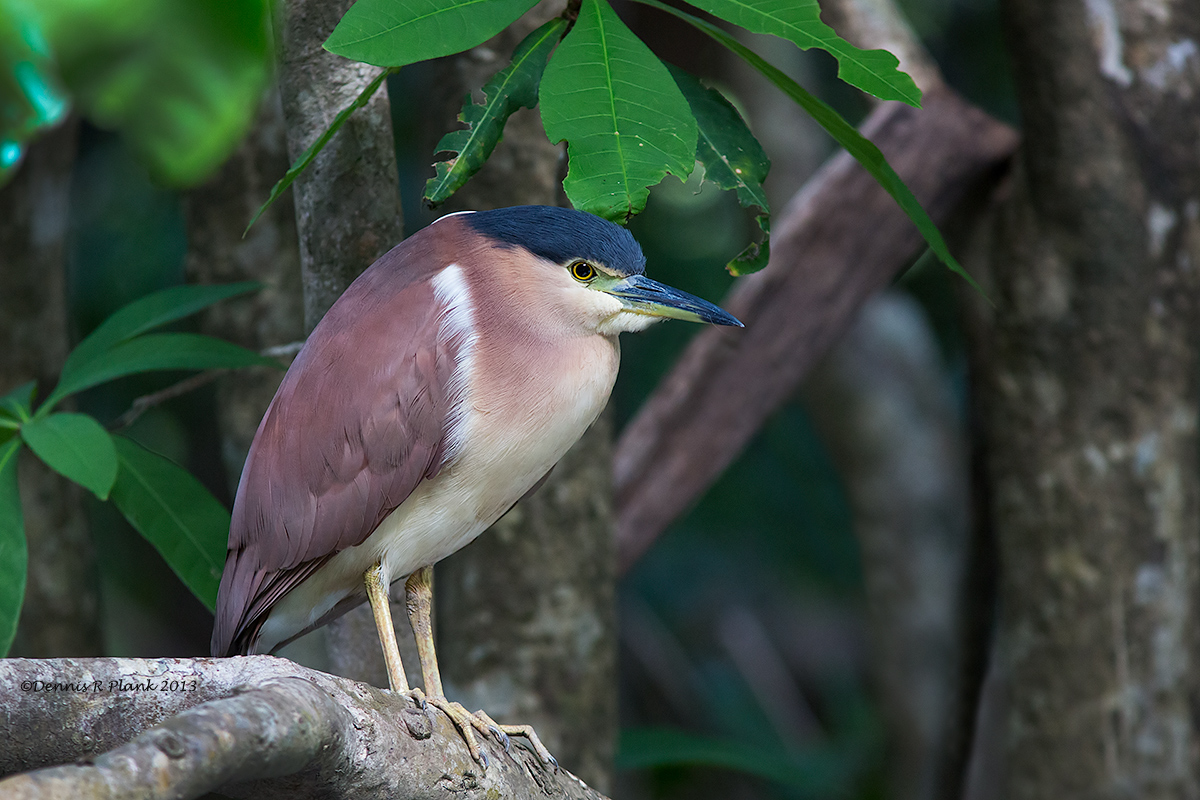 Rufous Night Heron