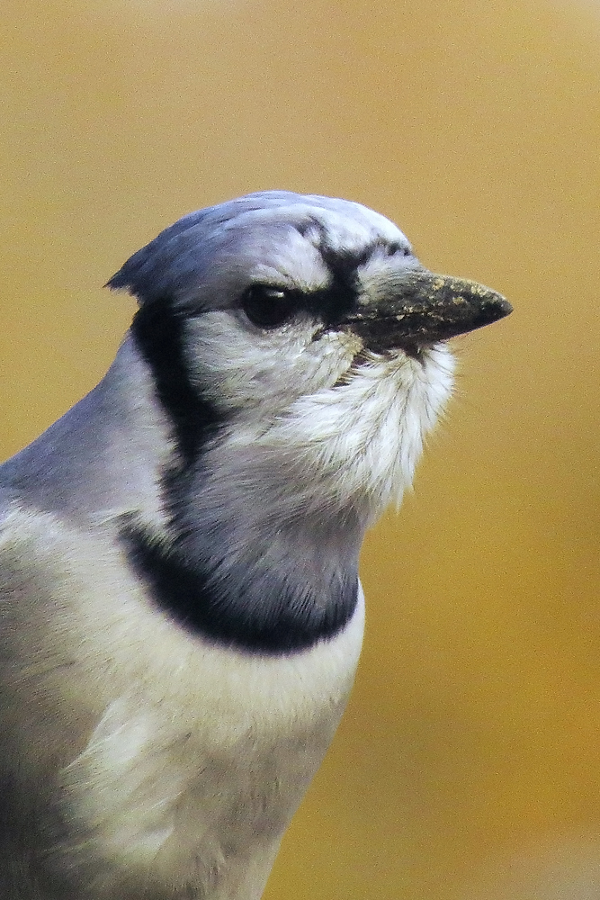 Fall Blue jay