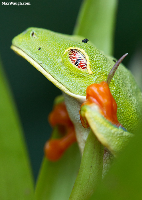 Red-Eyed Tree Frog
