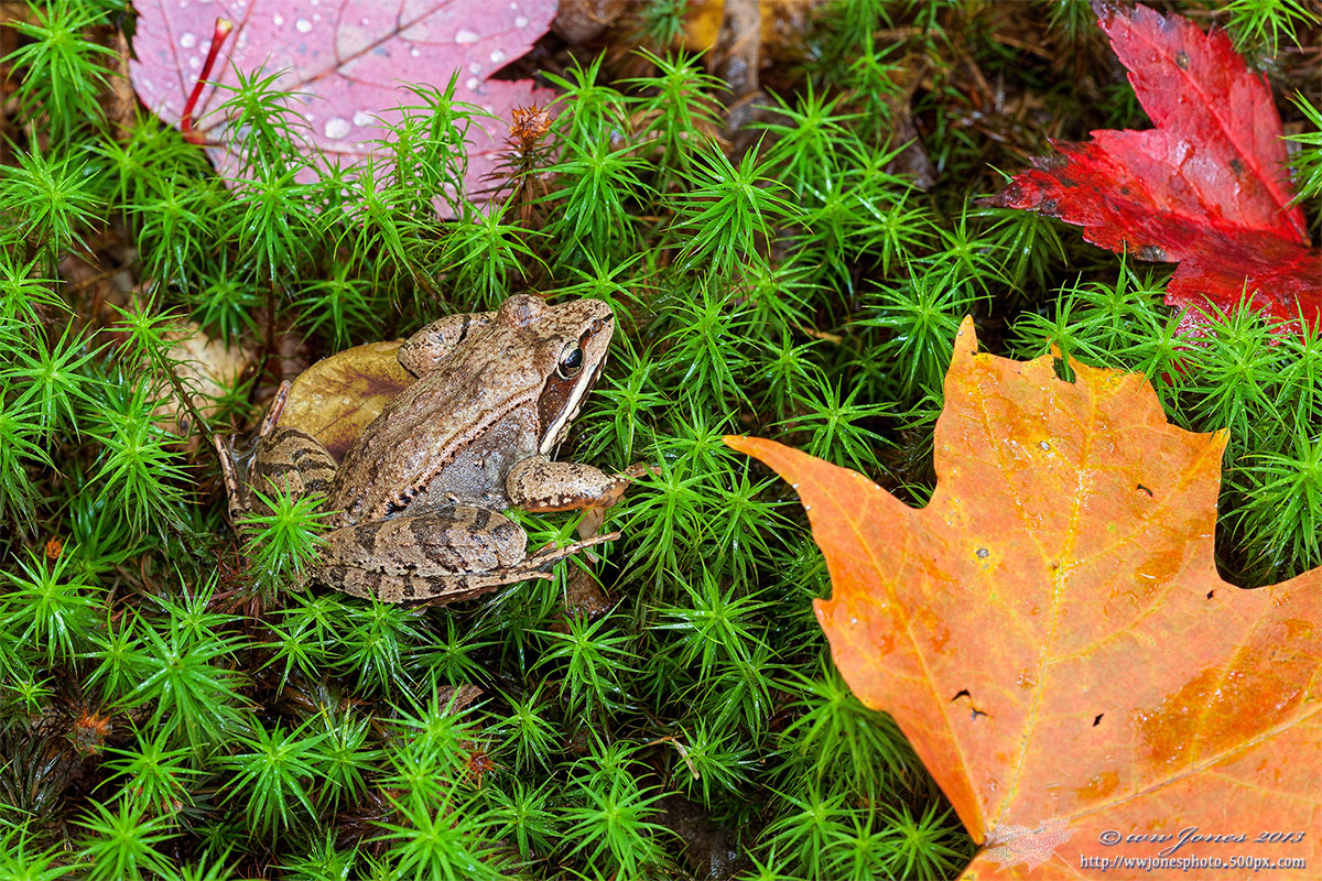 Cool Wood Frog