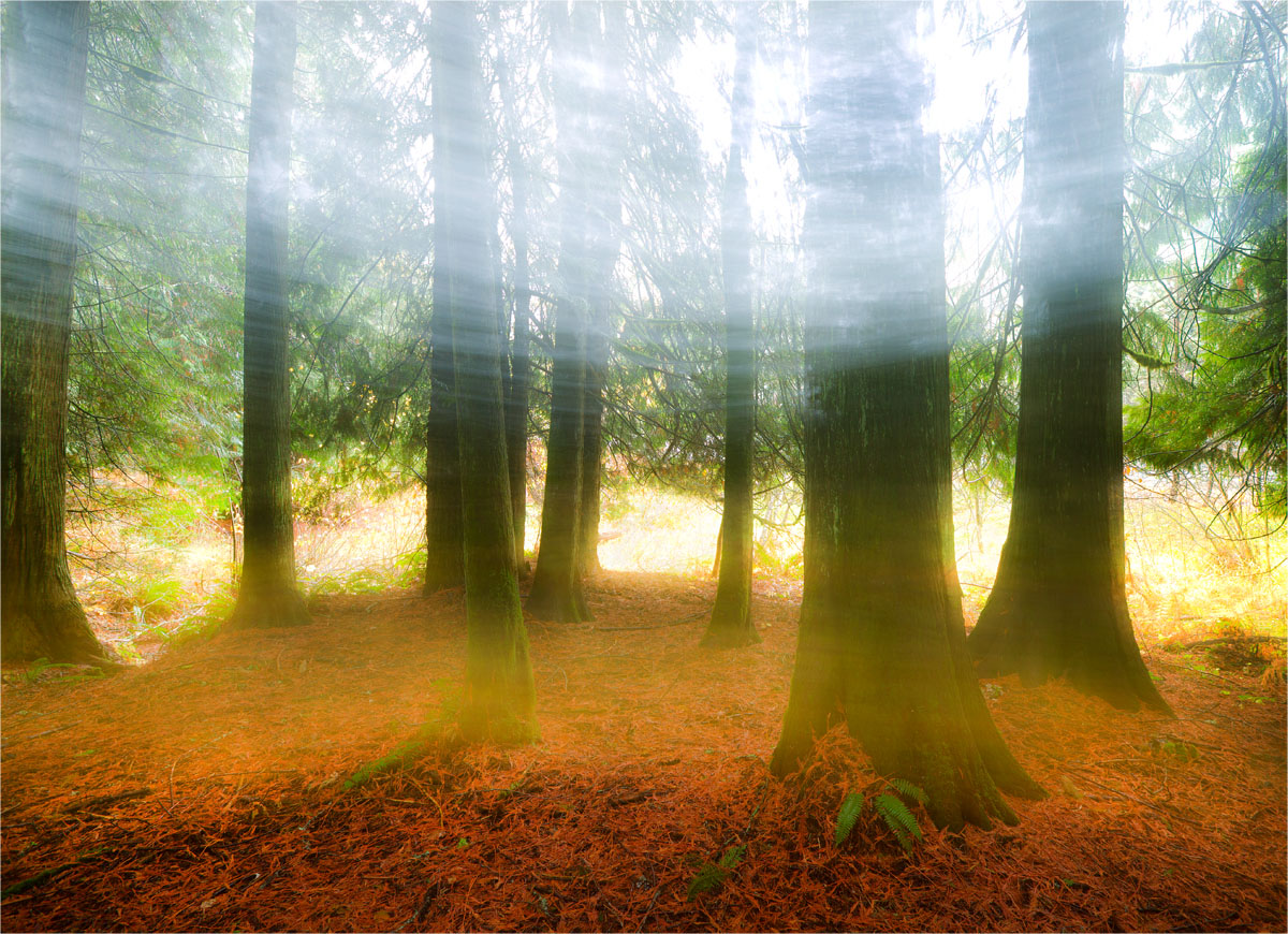Pastel Forest