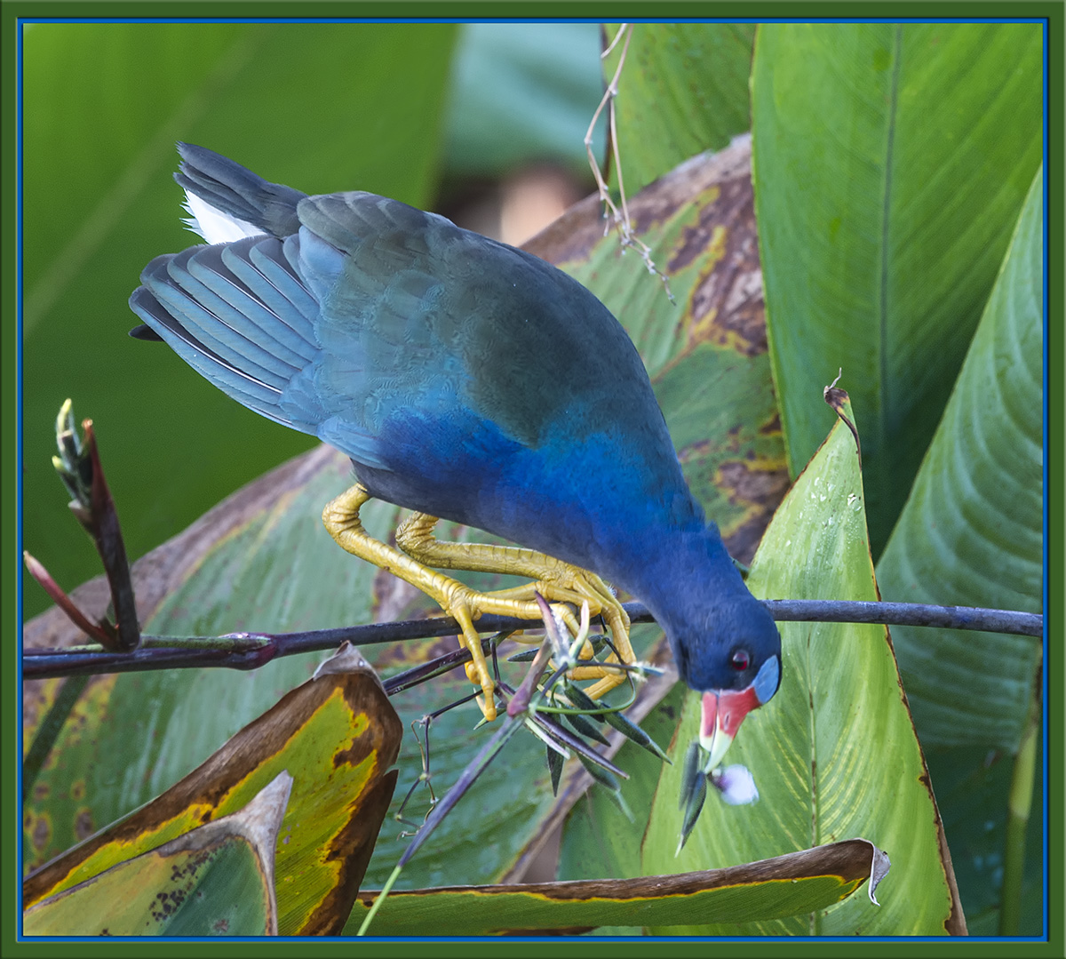 Purple Gallinule